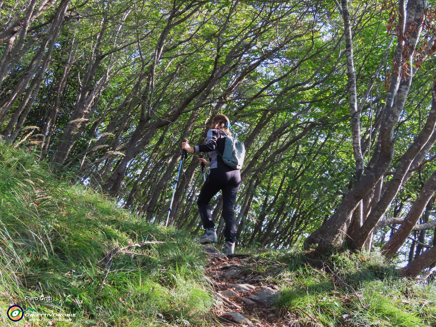 12 Nel bosco di prevalenti carpini nerti.JPG